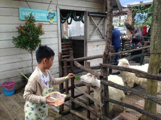 Lactasari Dairy Farm